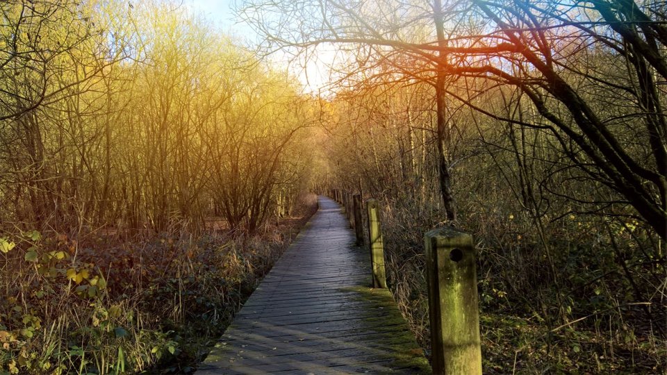 Foto van De Schorre, Boom · Groen & natuur